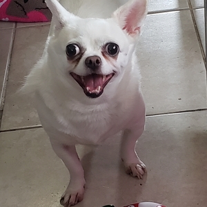 Fundraising Page: April Wilk